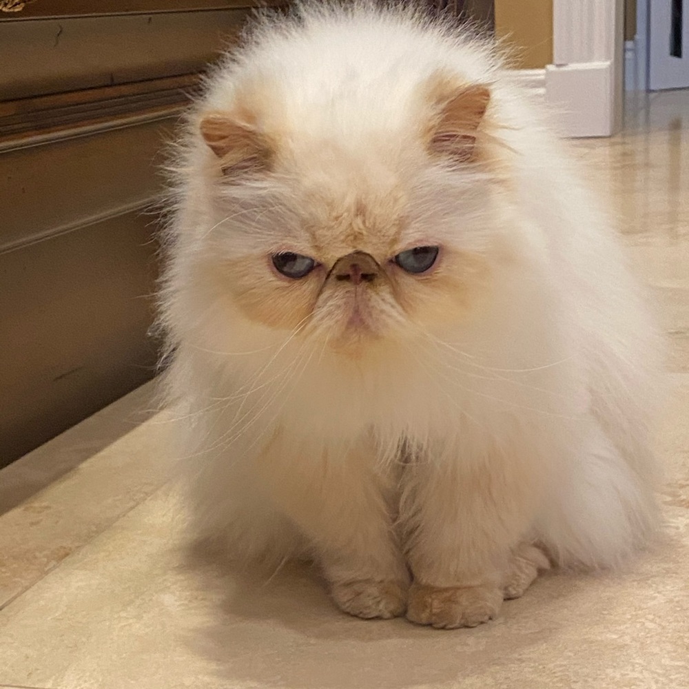 Meet your Posher, Dana